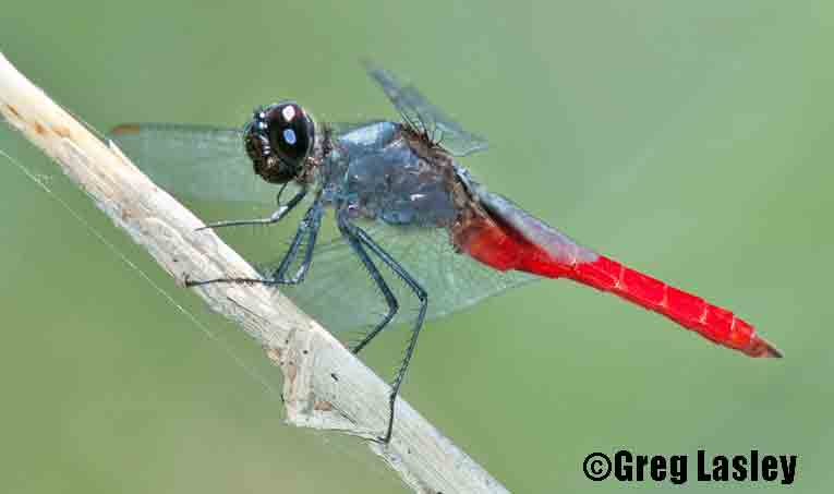 dragonfly image